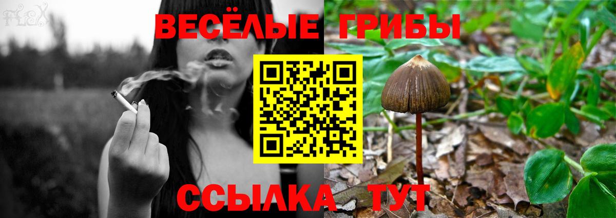 Псилоцибиновые грибы ЛСД  Вход с VPN  Советск  Псилоцибиновые грибы Psilocybine cubensis 